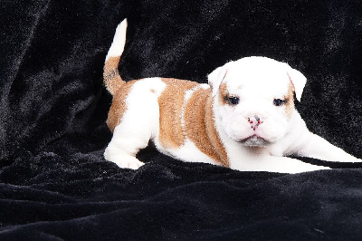 Les chiots de Bulldog continental