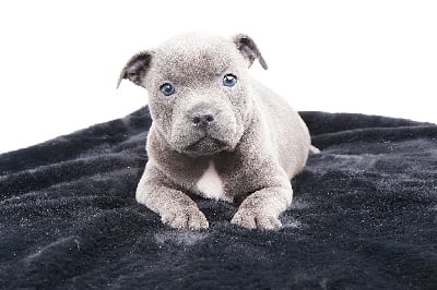Les chiots de Staffordshire Bull Terrier