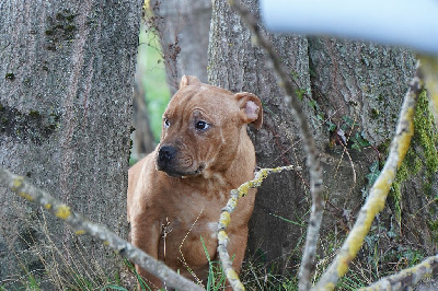 Les chiots de Staffordshire Bull Terrier