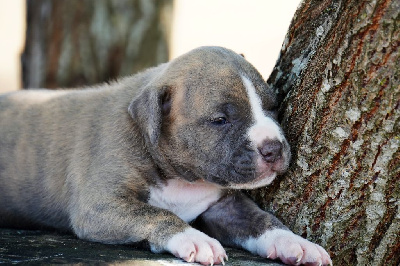 American Staffordshire Terrier - Forgiveness American Dog