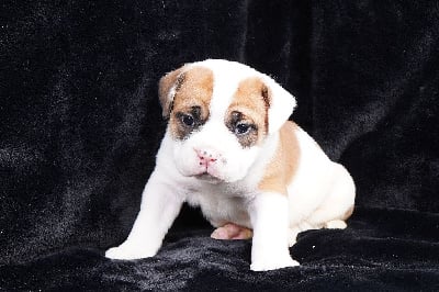Les chiots de Bulldog continental