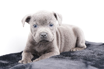 Les chiots de Staffordshire Bull Terrier