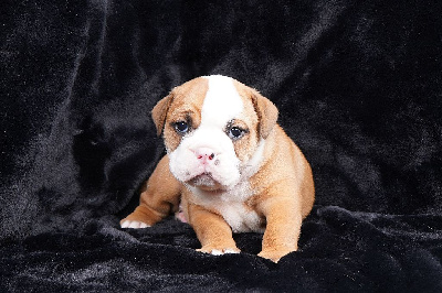 Les chiots de Bulldog continental