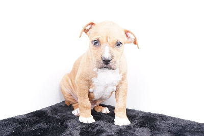 Les chiots de American Staffordshire Terrier