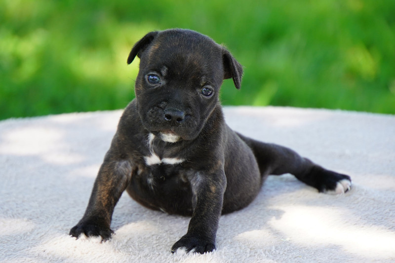 Staffordshire Bull Terrier - Forgiveness American Dog