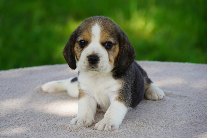 Beagle - Forgiveness American Dog