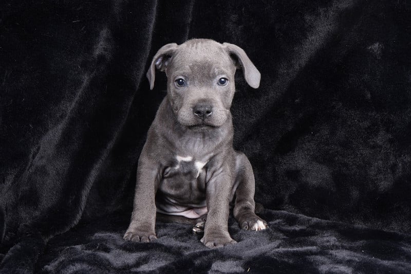 Staffordshire Bull Terrier - Forgiveness American Dog