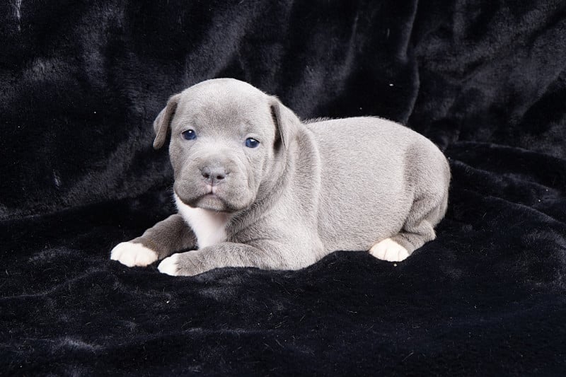 Staffordshire Bull Terrier - Forgiveness American Dog