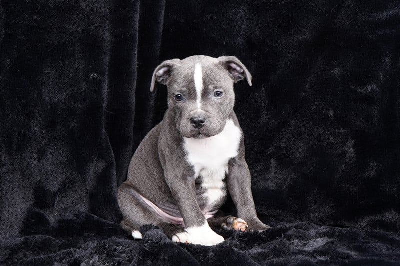 Staffordshire Bull Terrier - Forgiveness American Dog
