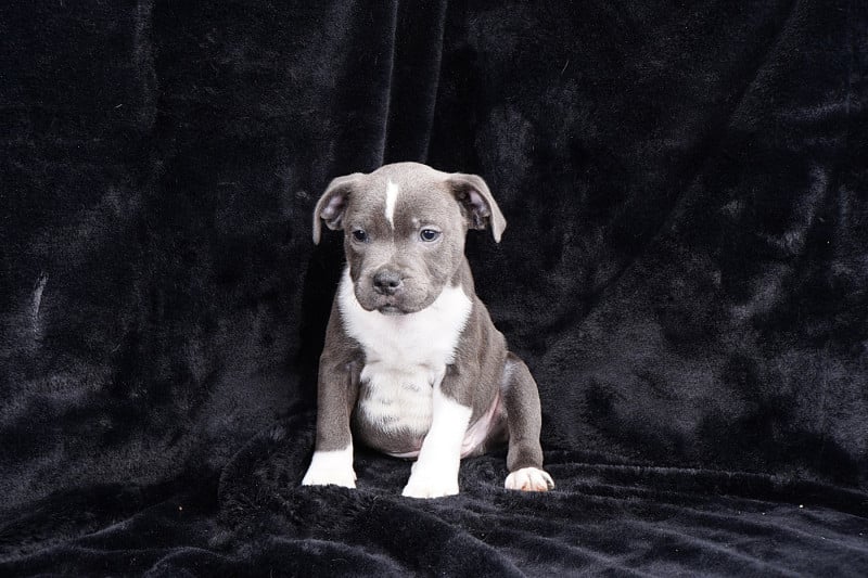 Staffordshire Bull Terrier - Forgiveness American Dog