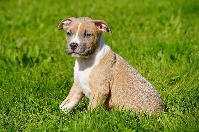 Les chiots seront avec. 
-passeport européen -certificat de naissance (lof)  -un dossier conseil -certificat de bonne santé 
-vaccin -identifiant puce
Électronique - ANIMASOLUTIONS L'ASSURANCE ACCIDENT OFFERTE, GRATUITE PENDANT LES 2 PREMIERS MOIS.