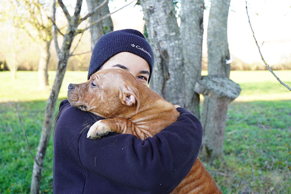 Staffordshire Bull Terrier - Forgiveness American Dog