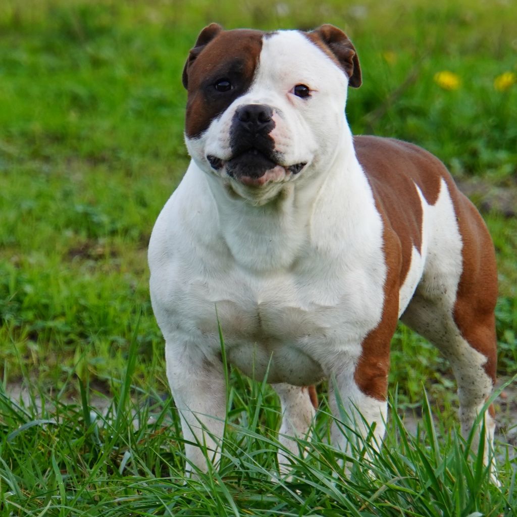 Accueil Elevage The Forgiveness American Dog Eleveur De Chiens 