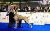- La MEILLEUR performance Française de Show-Beautée de l'année !!!
