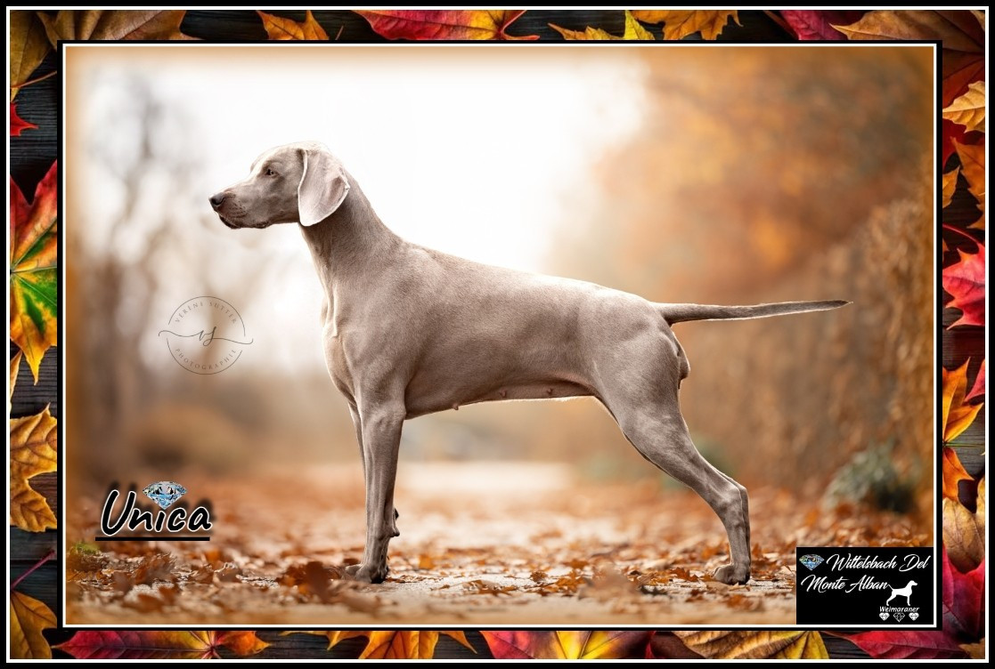 CH. Unica The Wittelsbach Del Monte Alban - 1er Exc+ FCI-CACIB + Anw.Dt.CH. VDH + CAC Neutral+BOB+Ortenau-Sieger