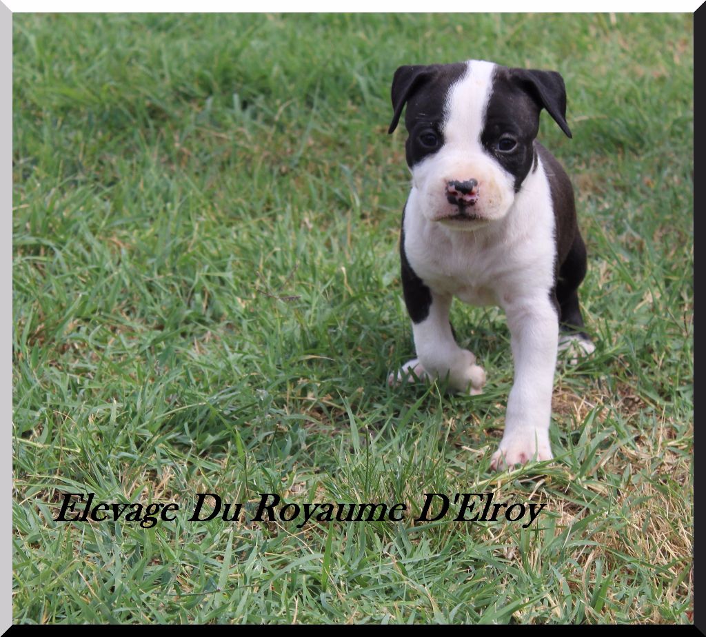 Publication : (Sans Affixe) Auteur : Doriane HENRY