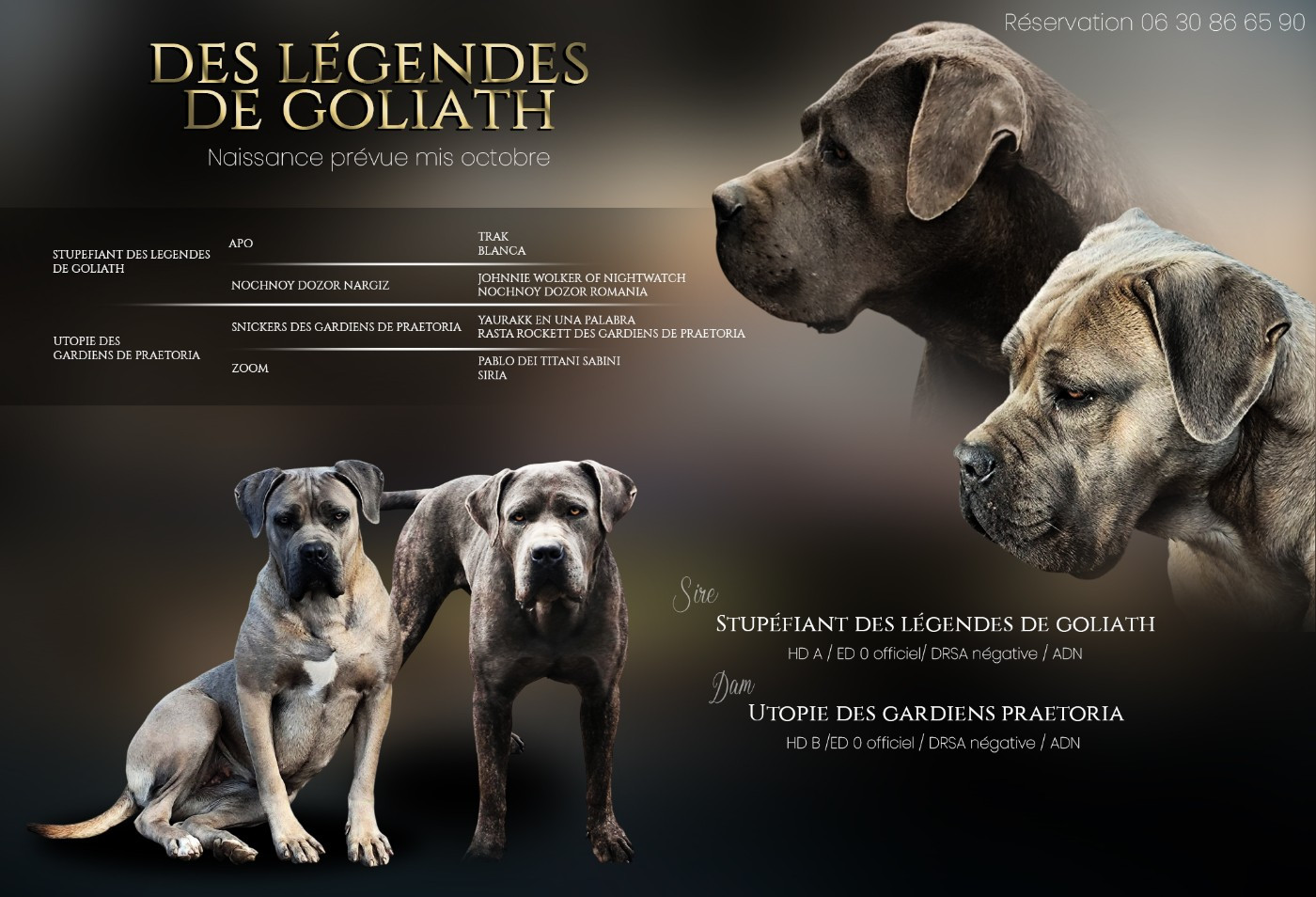 Cane Corso - des Légendes de Goliath