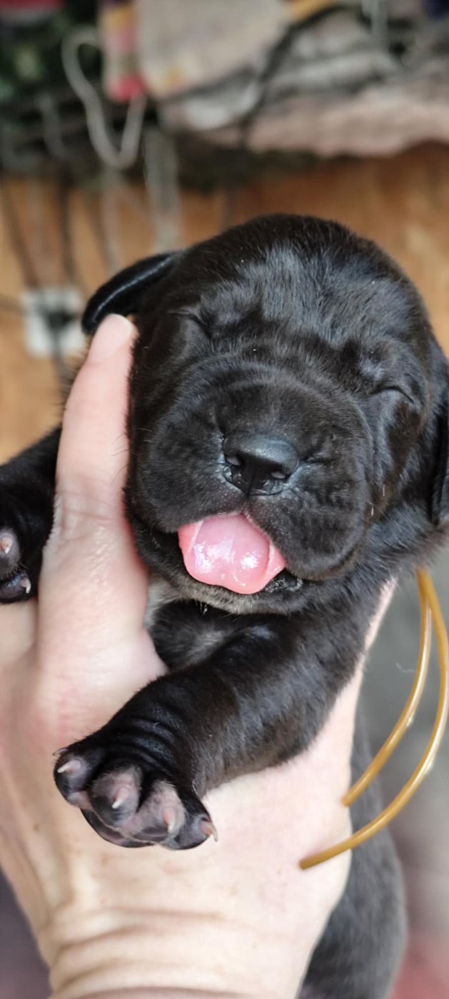 Chiot N°6 - Cane Corso