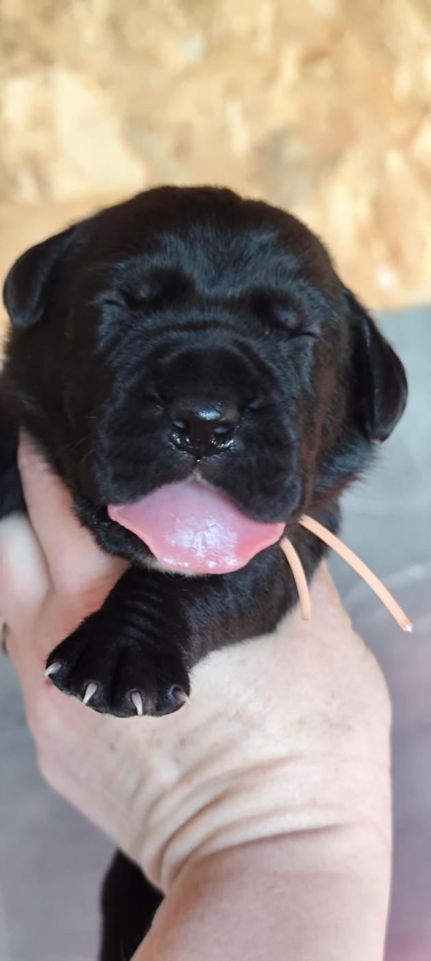 Chiot N°9 - Cane Corso