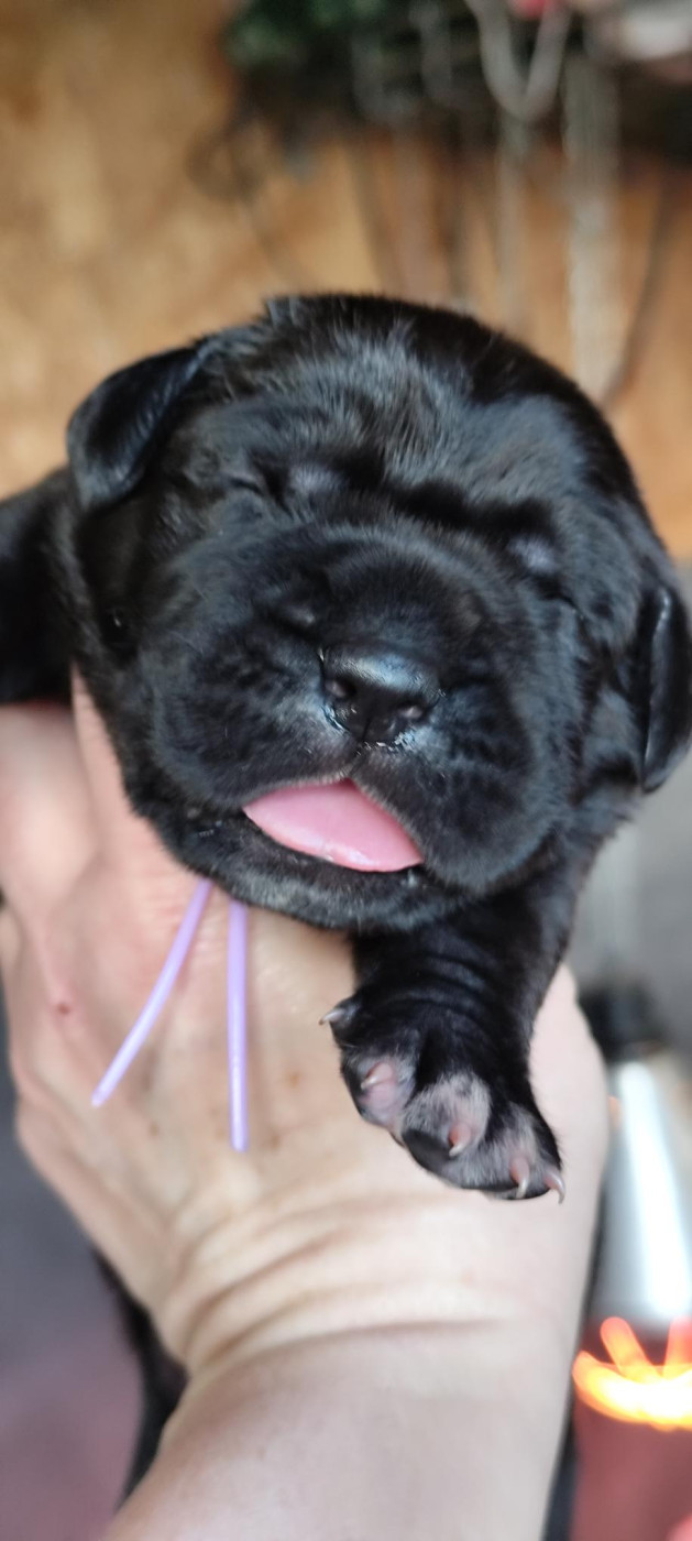 Chiot N°10 - Cane Corso