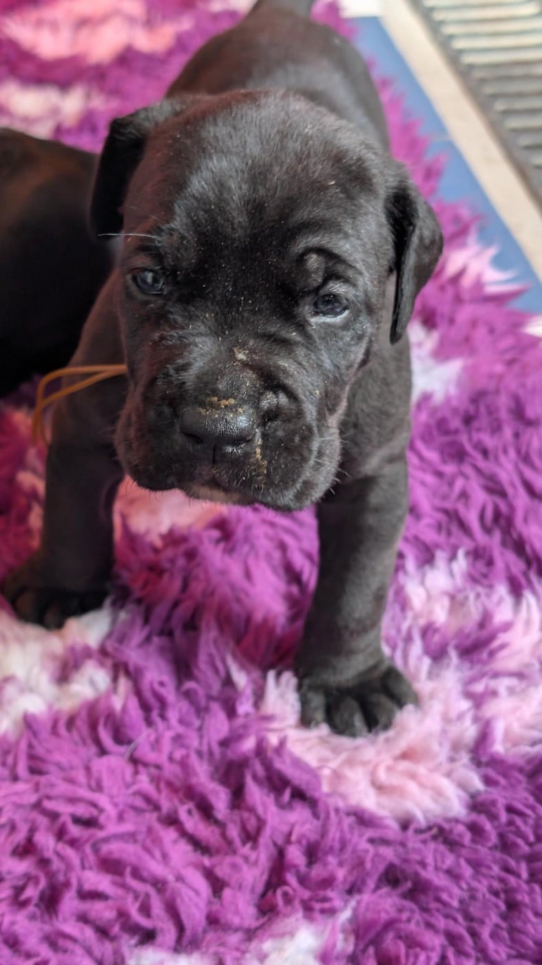 CHIOT 9 - Cane Corso