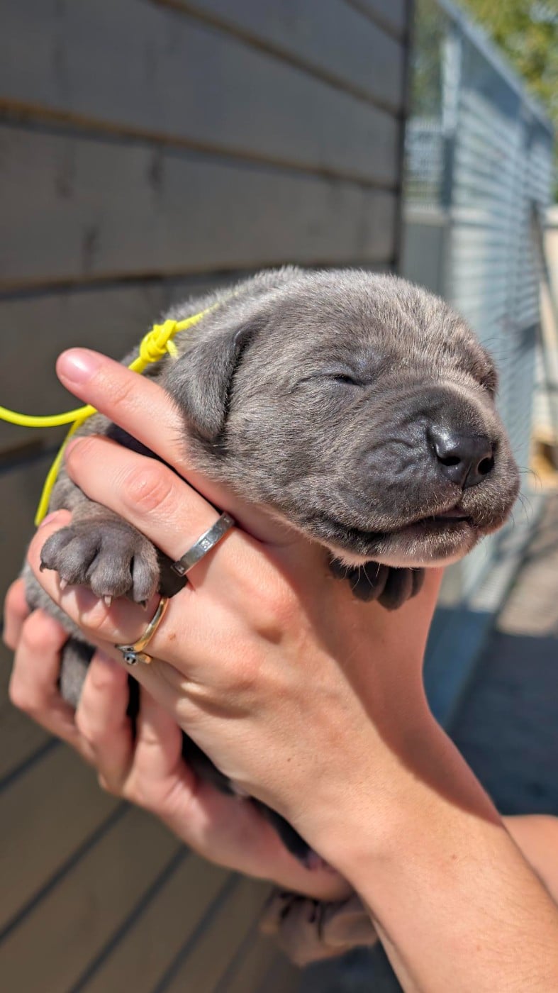 CHIOT 4 - Cane Corso