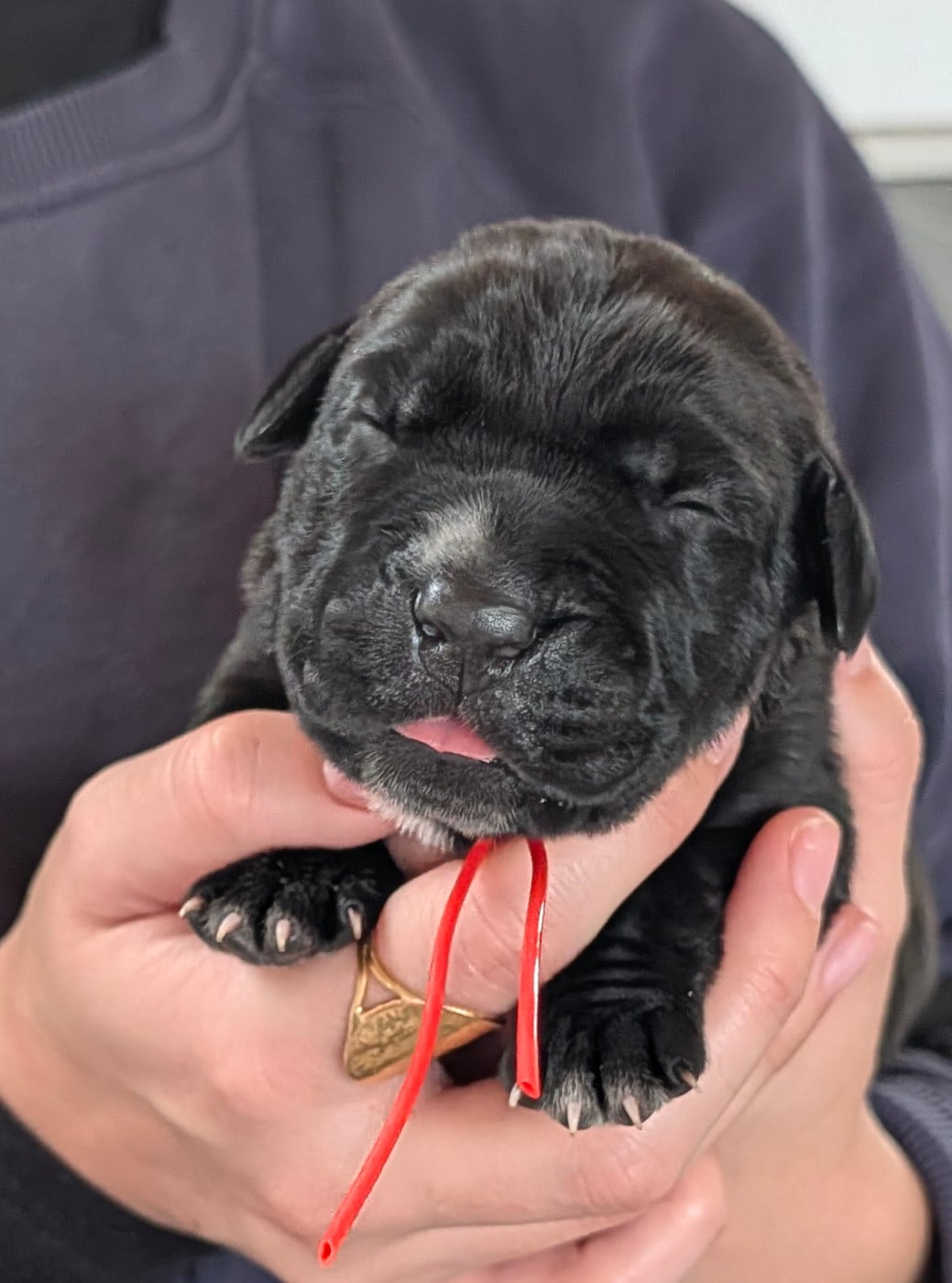 collier rouge - Cane Corso