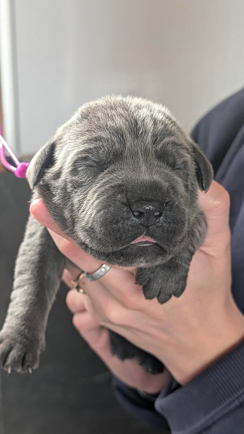 collier fuchsia - Cane Corso
