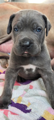 Cane Corso