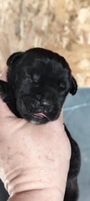 Les chiots de Cane Corso