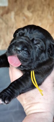 Les chiots de Cane Corso