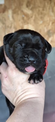 Les chiots de Cane Corso