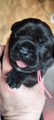 Les chiots de Cane Corso