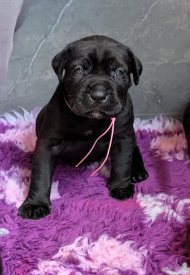 Les chiots de Cane Corso