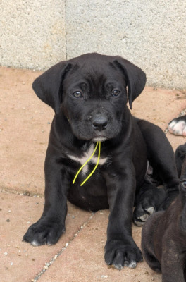 Les chiots de Cane Corso