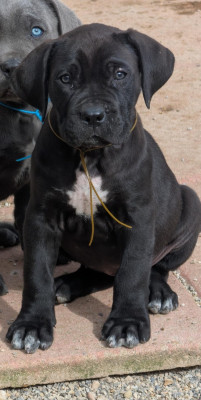 Les chiots de Cane Corso