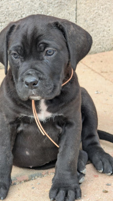 Les chiots de Cane Corso