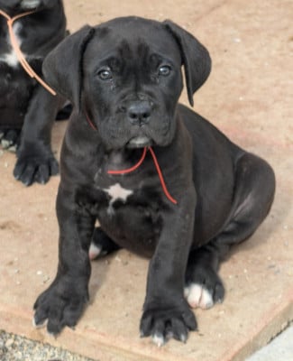 Les chiots de Cane Corso