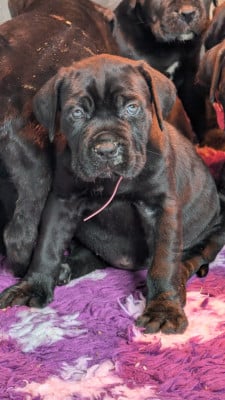 Les chiots de Cane Corso