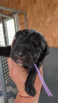 Les chiots de Cane Corso