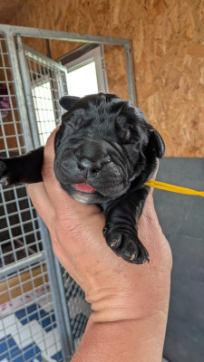 Les chiots de Cane Corso