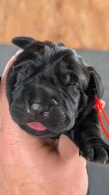 Les chiots de Cane Corso