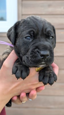 Les chiots de Cane Corso