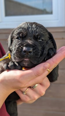 Les chiots de Cane Corso