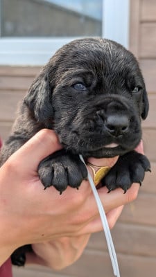 Les chiots de Cane Corso