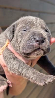 Cane Corso
