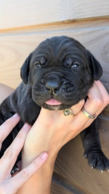 Les chiots de Cane Corso