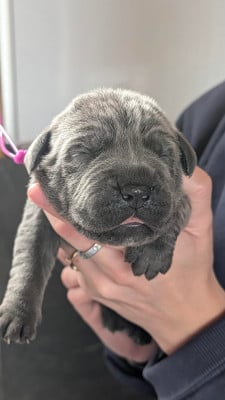 Les chiots de Cane Corso