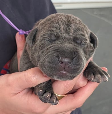 Les chiots de Cane Corso