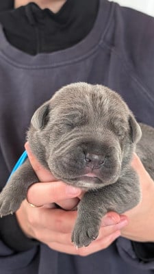 Les chiots de Cane Corso